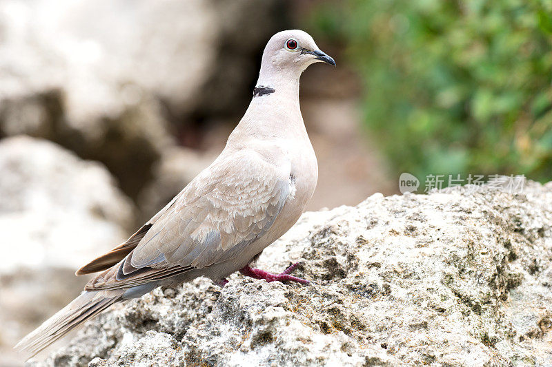 欧亚领鸽(Streptopelia decaocto)特写肖像